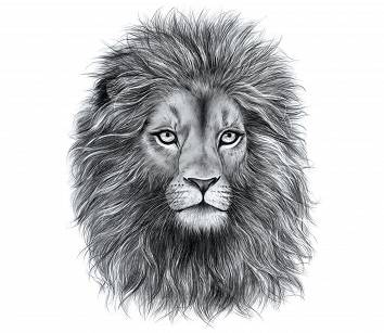 Naklejka Lew Lion Lwia Głowa Grzywa Duża TIR UV