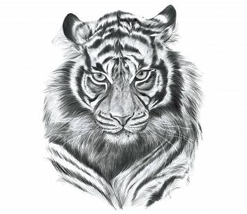 Naklejka Tygrys Tiger Szkic Głowa Duża TIR UV