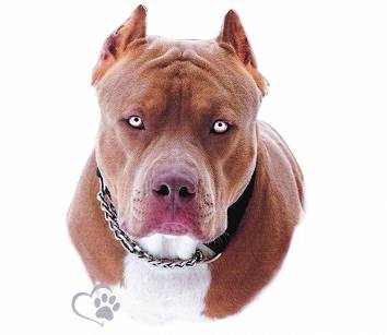Naklejka Pies Rasowy Pitbull Pit Bull Terrier UV