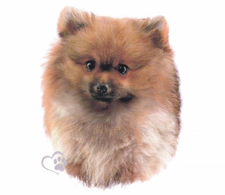 Naklejka Nalepka Pies Szpic Miniaturowy Pomeranian